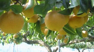 Pear-Niitaka-Image-320x180.jpg