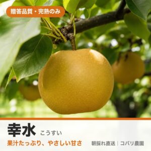 梨「幸水」のイメージ（コバリ農園・贈答品質）