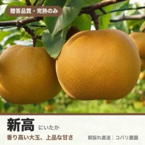 梨「新高」のイメージ（コバリ農園・贈答品質）