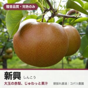 梨「新興」のイメージ（コバリ農園・贈答品質）