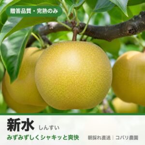 梨「新水」のイメージ（コバリ農園・贈答品質）